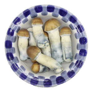 Lyophilized Blue Pulaski Magic Mushrooms