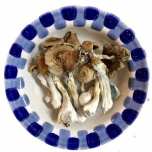 Lyophilized Blue Meanie Magic Mushrooms