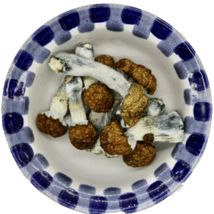 Blue Pulaski Magic Mushrooms