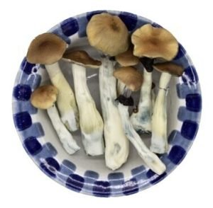 Lyophilized Golden Teacher Magic Mushrooms