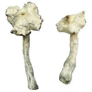 Albino Golden Teacher Mushrooms