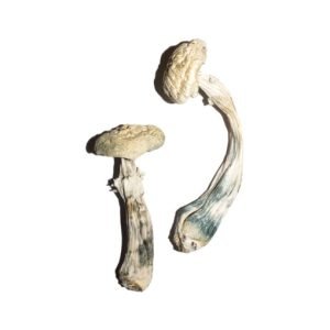 Great White Monster Mushroom
