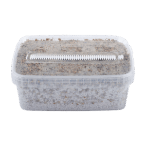 B+ Magic Mushrooms Grow Kit GetMagic