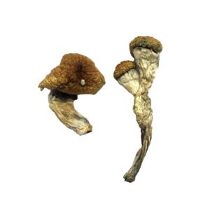 Amazonian Magic Mushrooms