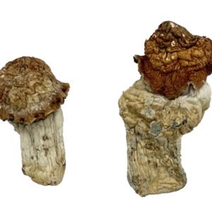 Tidal Wave Magic Mushrooms