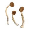Treasure Coast Mushrooms