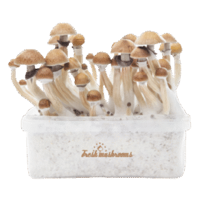 Magic Mushroom Grow Kit Mckennaii Xp By Freshmushrooms®