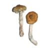 Tidal Wave Magic Mushroom