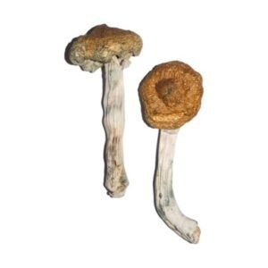 Tidal Wave Magic Mushroom
