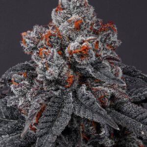 Tropicana Cherry Feminized Cannabis Seeds