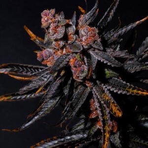 Charizard  Blueberry x Gelato 41